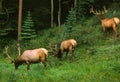 Bull Elk in Velvet Royalty Free Stock Photo