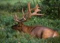 Bull Elk in Velvet Royalty Free Stock Photo