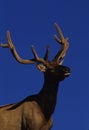 Bull Elk in Velvet Royalty Free Stock Photo