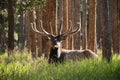 Bull elk with velvet antlers lying in pine forest at sunrise in Rocky Mountain National Park Royalty Free Stock Photo