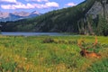 Bull Elk in Velvet Bedded