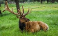 Bull Elk In Velvet Royalty Free Stock Photo