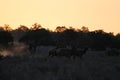 Bull Elk in Velvet Running in the Sunrise Royalty Free Stock Photo