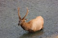 Bull Elk Wading In Stream, In Yellowstone National Park