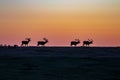 Elk Parade