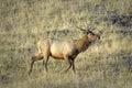 Bull elk walking in a field Royalty Free Stock Photo