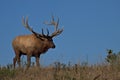 Mature Bull Elk walking on a hill top in late summer Royalty Free Stock Photo