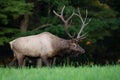 Bull elk walking through meadow Royalty Free Stock Photo