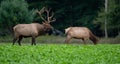 Bull elk walking through meadow Royalty Free Stock Photo