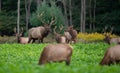 Herd of Bull elk walking through meadow Royalty Free Stock Photo