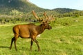 Bull Elk Walking on Mountain Meadow Royalty Free Stock Photo