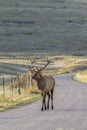 Bull elk walks along a road in Montana Royalty Free Stock Photo