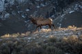 Bull Elk bugles at sunrise Royalty Free Stock Photo