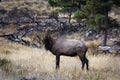 Bull Elk from the Wallow Royalty Free Stock Photo