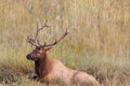 Bull Elk in Wallow Royalty Free Stock Photo