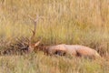 Bull Elk in Wallow Royalty Free Stock Photo