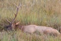 Bull Elk Wallowing in Rut Royalty Free Stock Photo