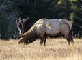 Bull Elk Wapiti, Cervus canadensis