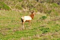 A Bull Elks Royalty Free Stock Photo