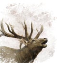 Bull Elk Watercolor