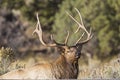 Bull elk wildlife antlers closeup Royalty Free Stock Photo