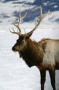 Bull Elk Winter