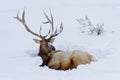 Bull Elk sitting in snow Royalty Free Stock Photo