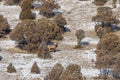 Bull Elk in Winter in Wyoming Royalty Free Stock Photo