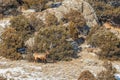 Bull Elk in Winter in Wyoming Royalty Free Stock Photo