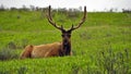 Bull Elk in Yellowstone National Park, Wyoming