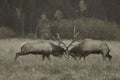 Bull Elks Clashing Antlers In Rocky Mountain National Park.