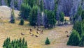 Bull Elks in Colorado Royalty Free Stock Photo