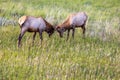 Bull Elks in Colorado Royalty Free Stock Photo