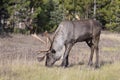 Bull endangered woodland caribou eating grass