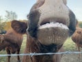 Bull face mouth closeup on the farm with barbed wire fence funny cow Royalty Free Stock Photo