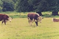 Bull with family in farmers field