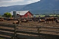 Bull farm