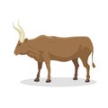 Bull farm animal male standing vector illustration. Royalty Free Stock Photo