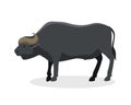 Bull farm animal safari male standing vector illustration. Royalty Free Stock Photo
