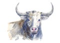 Bull. Farm animal. Watercolor