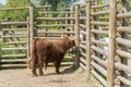 A bull on the farm drinks water. A brown bull in the pen drinks water from a special drinking bowl. Cattle breeding Royalty Free Stock Photo