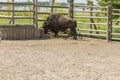 A bull on the farm drinks water. A brown bull in the pen drinks water from a special drinking bowl. Cattle breeding concept Royalty Free Stock Photo