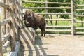 A bull on the farm drinks water. A brown bull in the pen drinks water from a special drinking bowl. Cattle breeding concept Royalty Free Stock Photo