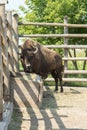 A bull on the farm drinks water. A brown bull in the pen drinks water from a special drinking bowl. Cattle breeding concept. Royalty Free Stock Photo