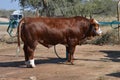 Bull in farm yard