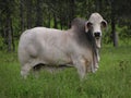 Bull in a Field