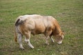 Bull in field Royalty Free Stock Photo