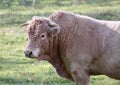 Bull in a field, Allier, France Royalty Free Stock Photo