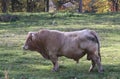 Bull in a field, Allier, France Royalty Free Stock Photo