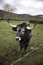 Bull in field Royalty Free Stock Photo